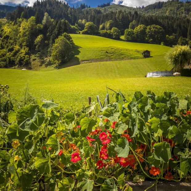 Hochbeet mit blühender Kapuzinerkresse
