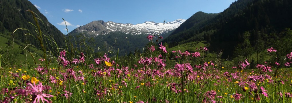 Wandern im herrlichen Almengebiet in Großarl © Tourismusverband Großarl