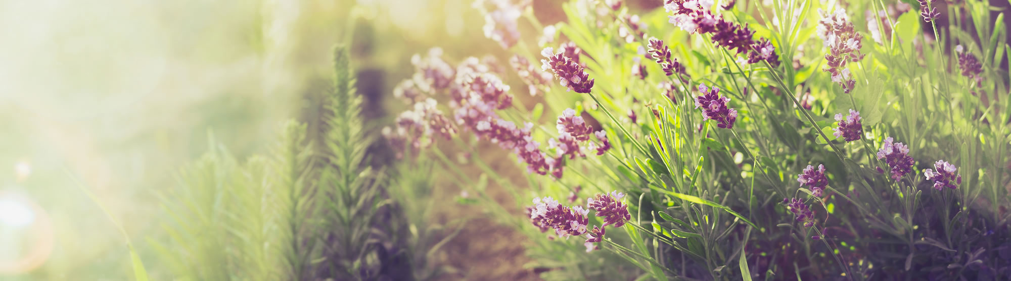 Blumenwiese