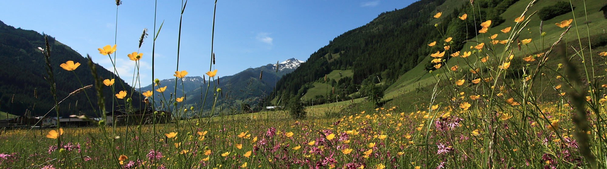 Blumenwiese im Großarltal, Österreich © Tourismusverband Großarltal