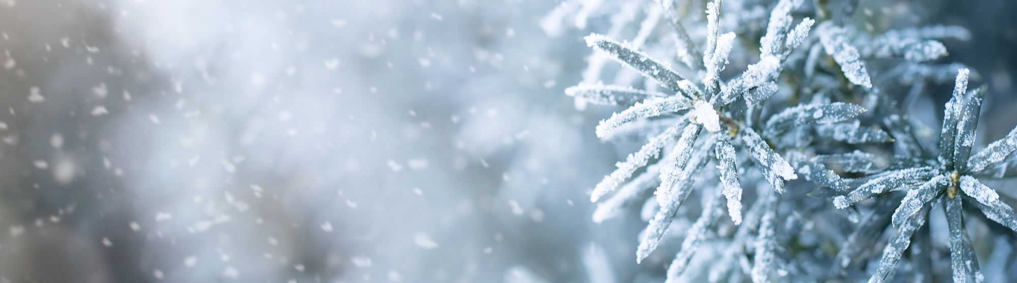 Gefrorene Blätter im Winter