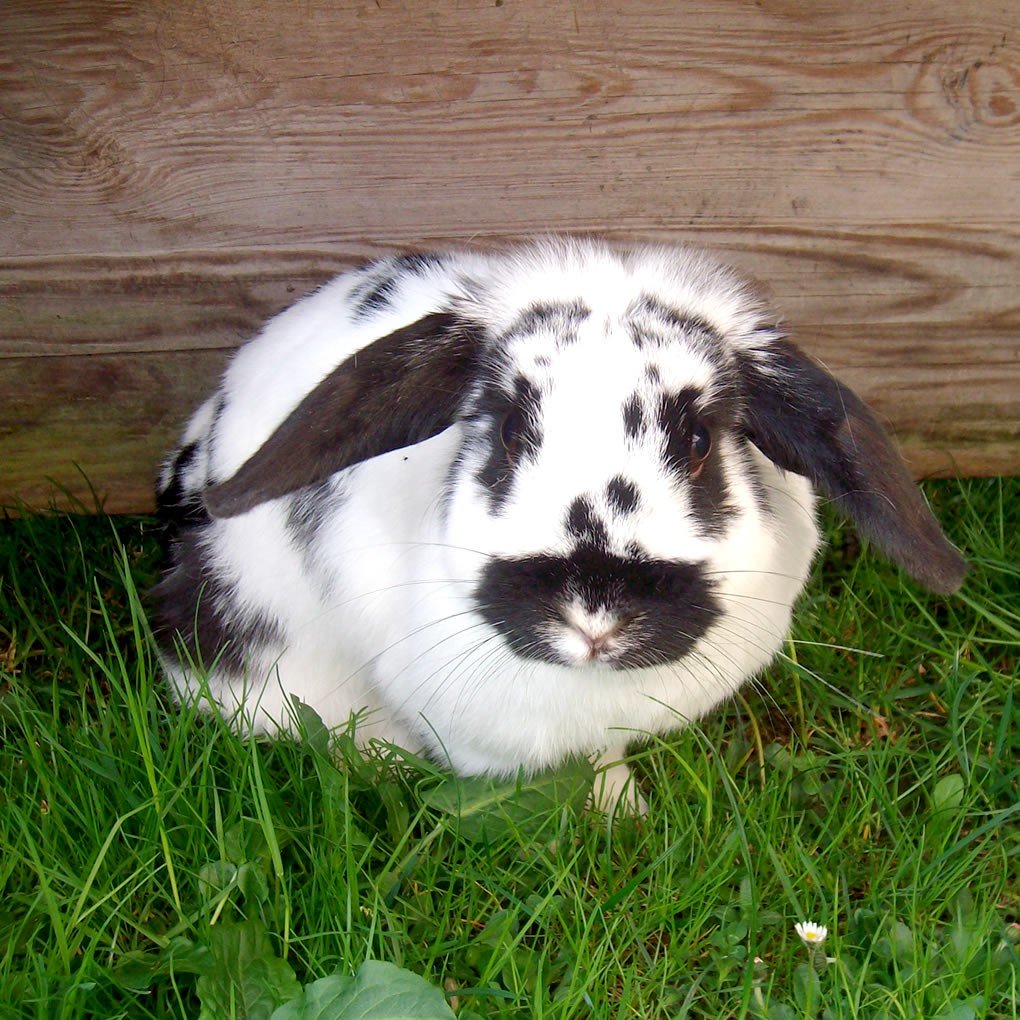 Hase